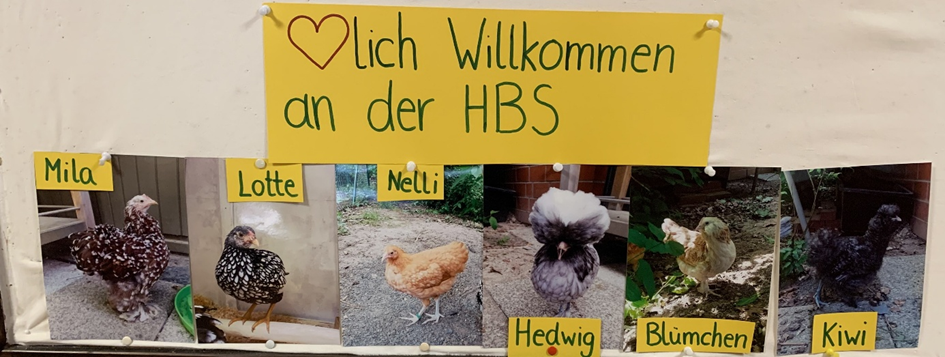 Die Hühner sind los