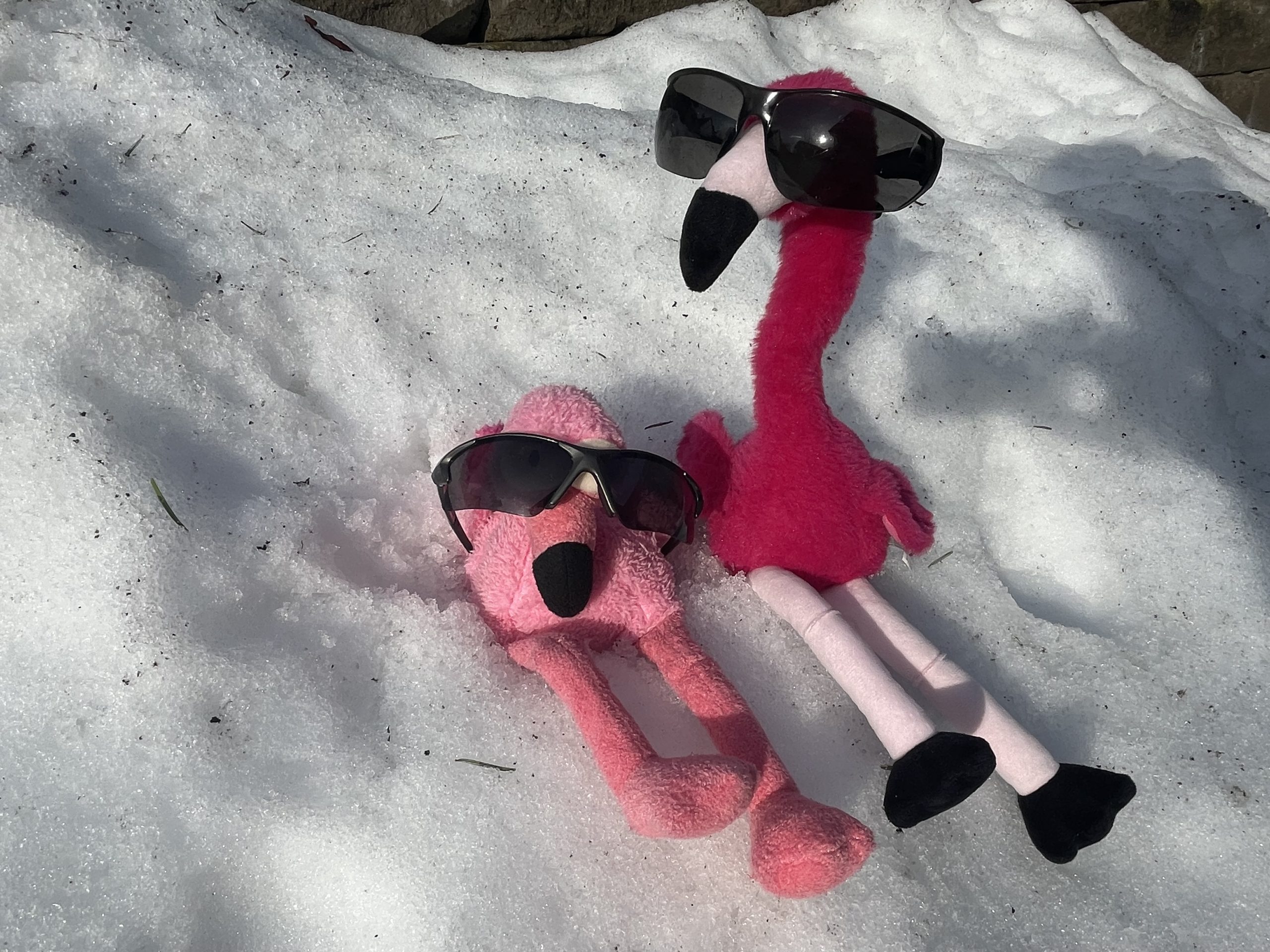 Wir sind wieder weg 🦩⛷️